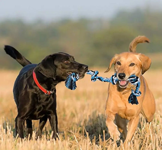 indestructible dog chew toys for medium large dogs